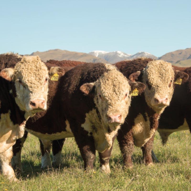 Bull Gates - 9' (2.75m) | 10' (3.0m) | 12'(3.6m) | 14'(4.2m)