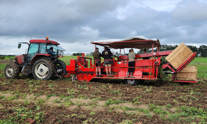 Harvesting success from kumara grower feedback