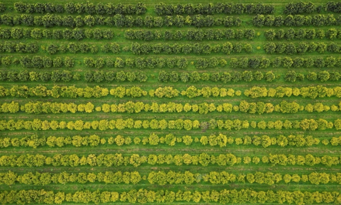 NEW MOWING TECH – walk away from costly spray!