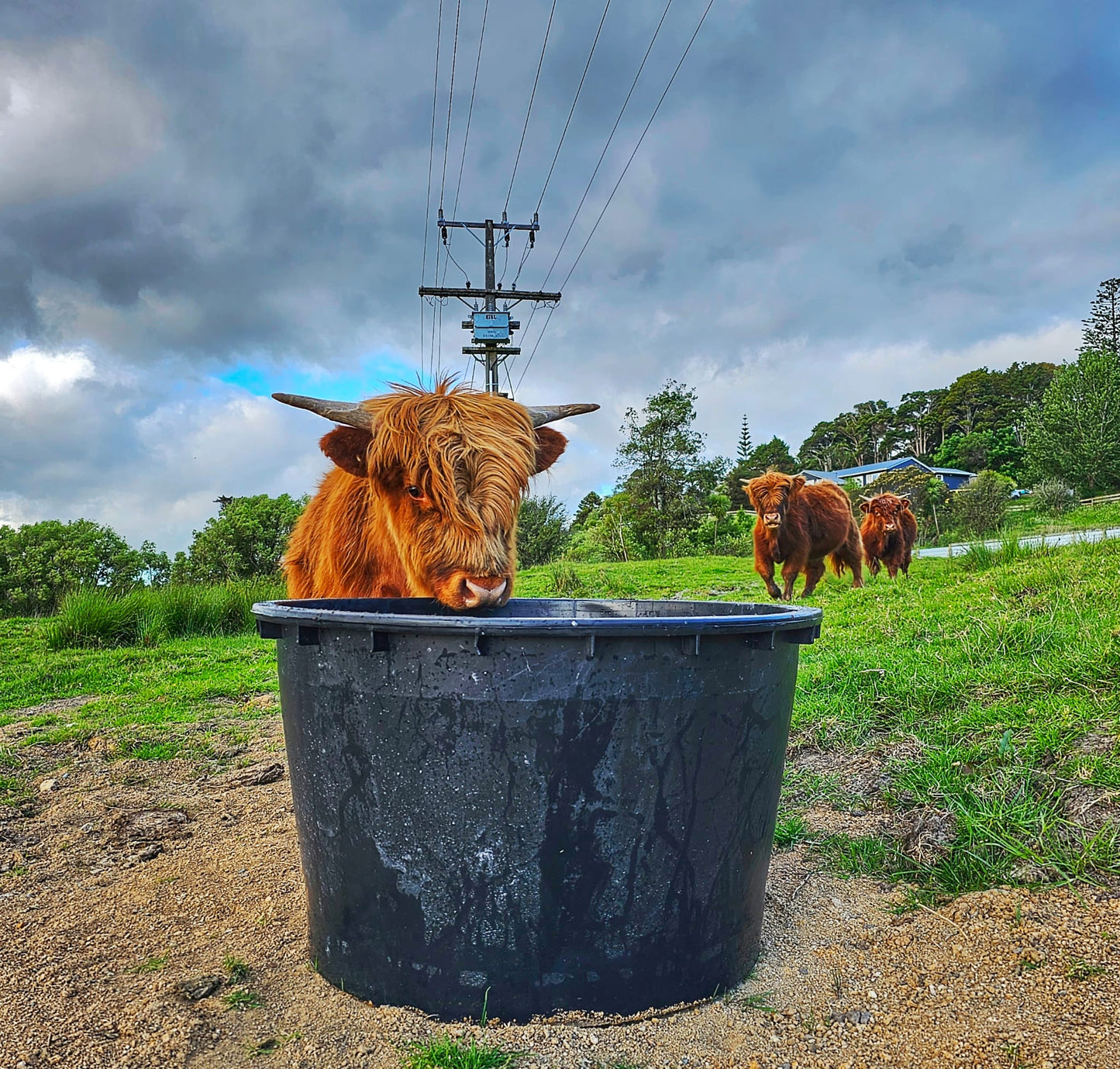285L Water Trough/Plastic Tub – FarmShop